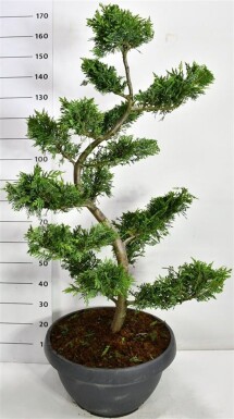 Cupressocyparis leylandii bonsaï 125 cm C45