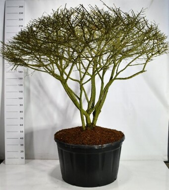 Euonymus alatus parasol 150-175 cm C280
