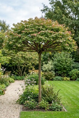 Euonymus alatus parasol 150-175 cm C280