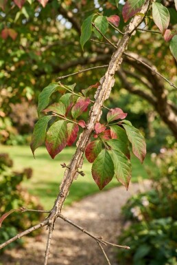 Euonymus alatus parasol 150-175 cm C280