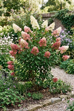 Aucune image disponible