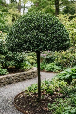 Ilex maximowicziana var. kanehirae écran 200 cm C60