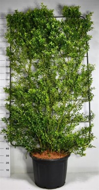 Ilex maximowicziana var. kanehirae écran 200 cm C60