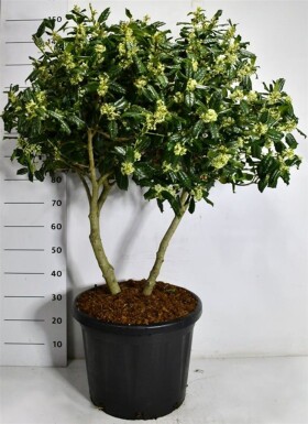 Ilex 'Nellie R. Stevens' multitrons 100-110 cm C45