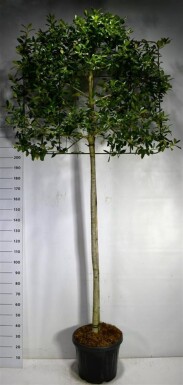 Ilex 'Nellie R. Stevens' arbre palissé hauteur de tige 180 cm treillis 150 x 120 cm C45
