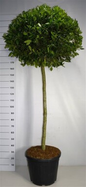Ilex 'Nellie R. Stevens' sur tige 120-140 cm C55
