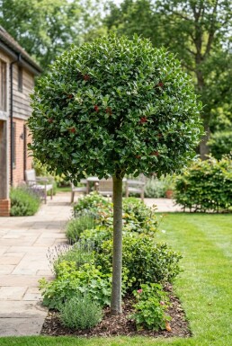 Ilex 'Nellie R. Stevens' sur tige 120 cm C70