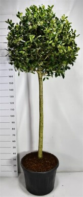 Ilex 'Nellie R. Stevens' sur tige 120 cm C70