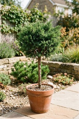 Juniperus communis 'Greenmantle' sur tige 75 cm C18