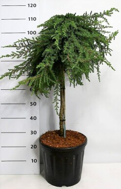 Juniperus communis 'Greenmantle' sur tige 75 cm C18