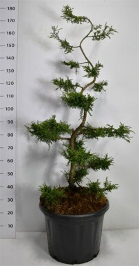 Juniperus communis 'Repanda' bonsaï 125-150 cm C45