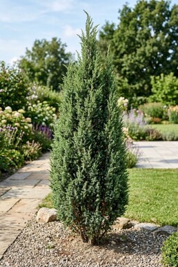 Juniperus communis 'Suecica' arbuste 60-70 cm C12