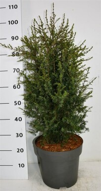 Juniperus communis 'Suecica' arbuste 60-70 cm C12