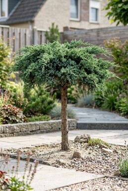 Juniperus conferta 'Schlager' sur tige 80 cm C18
