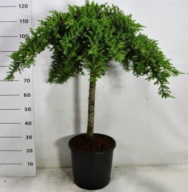 Juniperus conferta 'Schlager' sur tige 80 cm C18