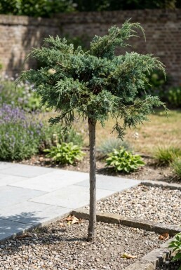 Juniperus conferta 'Schlager' sur tige 80 cm C18