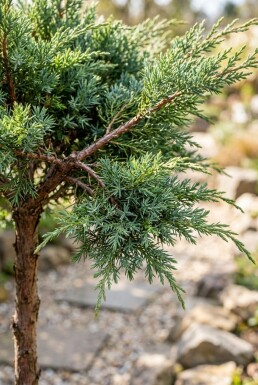 Juniperus conferta 'Schlager' sur tige 80 cm C18