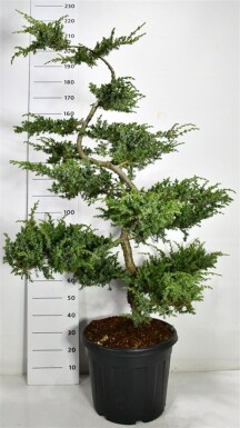 Juniperus conferta 'Schlager' bonsaï 150-160 cm C45