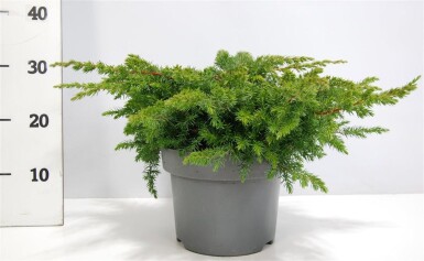 Juniperus conferta 'Schlager' arbuste 30-40 cm C5