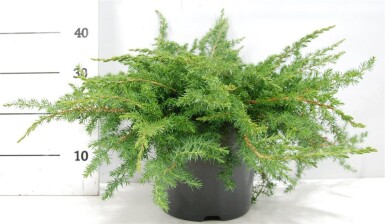 Juniperus conferta 'Schlager' arbuste 40-50 cm C5
