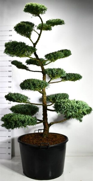 Juniperus media 'Hetzii' bonsaï 180-200 cm C160