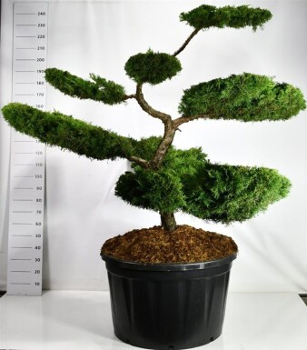 Juniperus pfitzeriana 'Pfitzeriana Aurea' bonsaï 150-175 cm C280