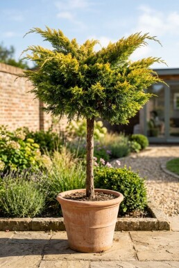 Juniperus pfitzeriana 'Pfitzeriana Aurea' sur tige 80-100 cm C280