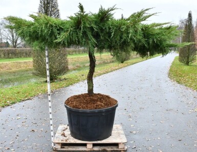 Juniperus pfitzeriana 'Pfitzeriana Aurea' sur tige 80-100 cm C280
