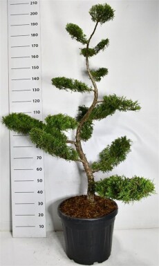 Juniperus pfitzeriana 'Pfitzeriana Aurea' bonsaï 150-175 cm C45