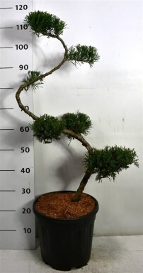 Juniperus pfitzeriana 'Mint Julep' forme en S 80 cm C20