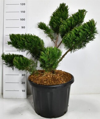 Juniperus pfitzeriana 'Mint Julep' à étages multiples 100-125 cm C45