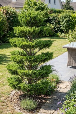 Juniperus pfitzeriana 'Mint Julep' à étages multiples 100-125 cm C45