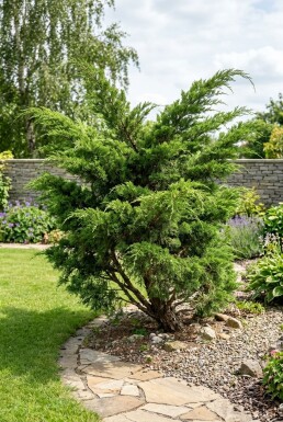 Juniperus pfitzeriana 'Mint Julep' arbuste 30-40 cm C5