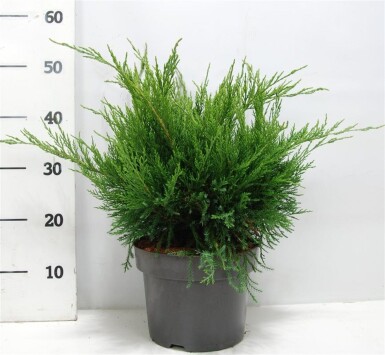 Juniperus pfitzeriana 'Mint Julep' arbuste 30-40 cm C5