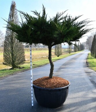 Juniperus pfitzeriana 'Mint Julep' sur tige 100 cm C500