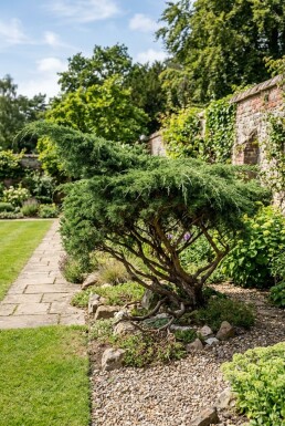 Juniperus pfitzeriana 'Mint Julep' arbuste 40-50 cm C7.5