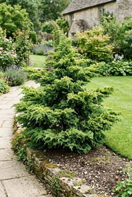 Juniperus pfitzeriana 'Mint Julep' solitaire 100-125 cm C90
