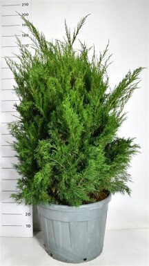 Juniperus pfitzeriana 'Mint Julep' solitaire 100-125 cm C90