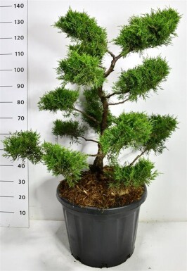 Juniperus pfitzeriana 'Old Gold' bonsaï 80-100 cm C45
