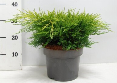 Juniperus pfitzeriana 'Old Gold' arbuste 30-40 cm C5