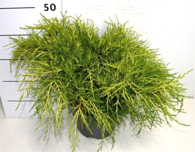 Juniperus pfitzeriana 'Old Gold' arbuste 40-50 cm C7.5