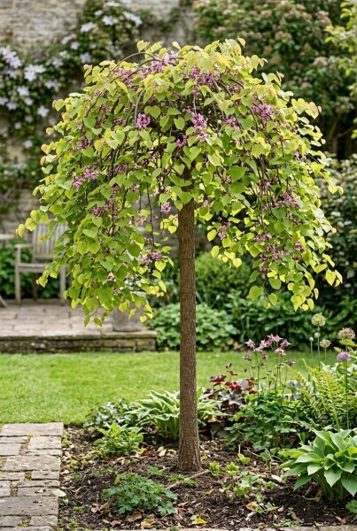 Cercis canadensis 'Golden Falls' demi-tige 120 cm C12