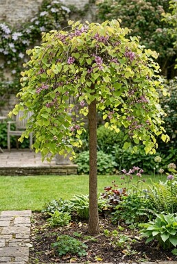 Cercis canadensis 'Golden Falls' demi-tige 120 cm C12