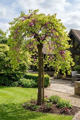 Cercis canadensis 'Golden Falls' demi-tige 120 cm C12