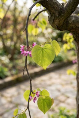Cercis canadensis 'Golden Falls' demi-tige 120 cm C12