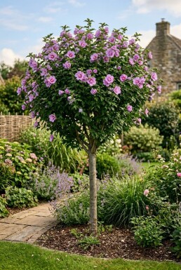 Hibiscus syriacus 'Ardens' demi-tige 90 cm de tige C10