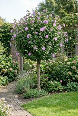 Hibiscus syriacus 'Ardens' demi-tige 90 cm de tige C10