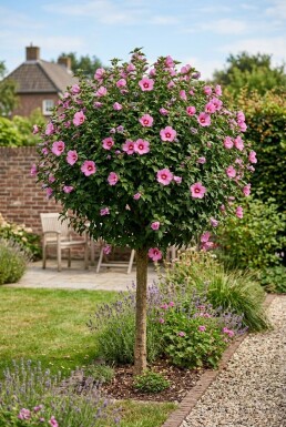 Hibiscus syriacus 'Woodbridge' demi-tige hauteur de tige 90 cm C10