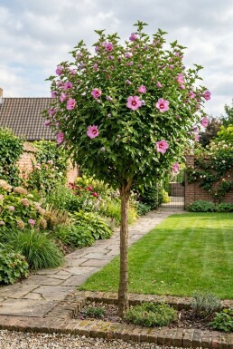 Hibiscus syriacus 'Woodbridge' demi-tige hauteur de tige 90 cm C10