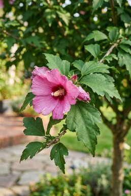 Hibiscus syriacus 'Woodbridge' demi-tige hauteur de tige 90 cm C10